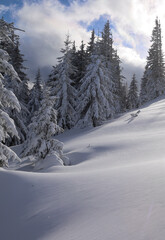 Fototapeta premium Snow-covered spruce trees among untouched snow on a mountainside