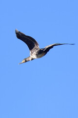 in volo