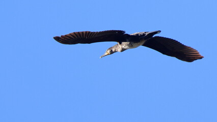 in volo