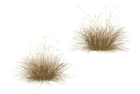Hay on transparent background