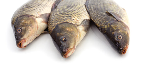 Three big carps.