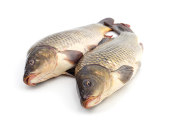 Two big carps.