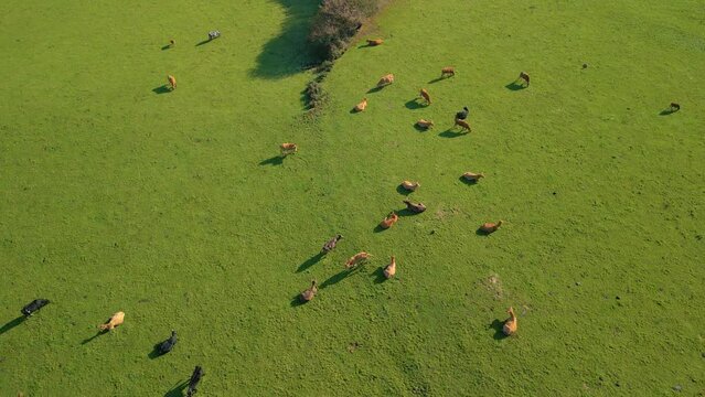 Animal Farming With Cows Grazing On Verdant Grassland Near Zas, A Coruna, Spain. Aerial Drone Shot 