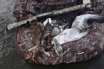 Waterfowl hunting 
