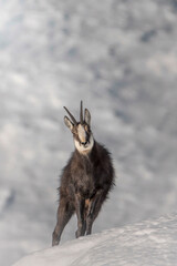 
Alpine chamois (Rupicapra rupicapra - male) with his fur standing on end in a completely...
