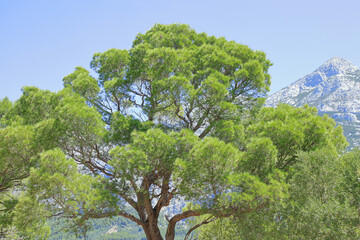 Tall tree in clear sunny day. Coniferous tree. Tree with blue sky. Mediterranean flora, evergreen coniferous tree. Nature in summer. Green maritime pine against the background of mountains