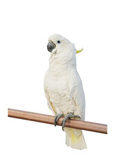 sulphur crested cockatoo isolated on white background with clipping path.