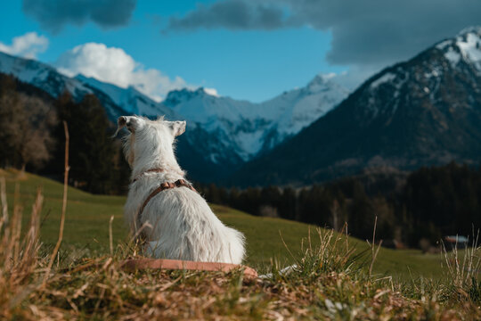 Idefix
