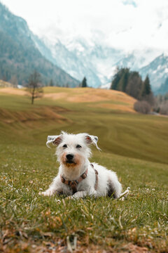 Idefix