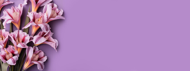 Beautiful pink lily flowers on purple background. Flat lay, top view.