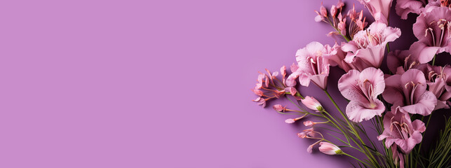Beautiful pink freesia flowers on violet background, flat lay