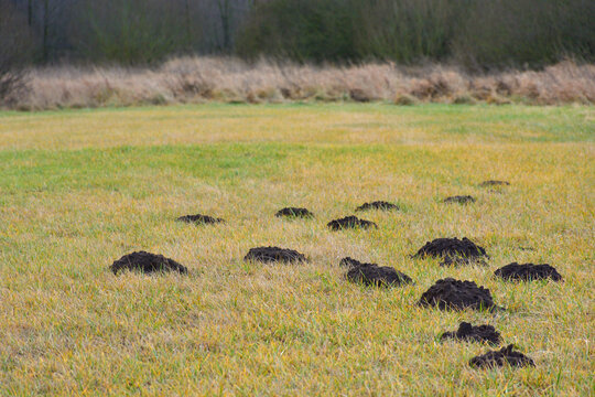 Kretowisko Bilder Durchsuchen 40 Archivfotos, und