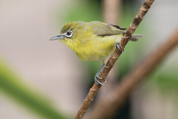 The Indian white-eye (Zosterops palpebrosus), formerly the Oriental white-eye, is a small passerine bird in the white-eye family
