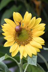 The sunflower has since become a global symbol of resistance, unity, and hope