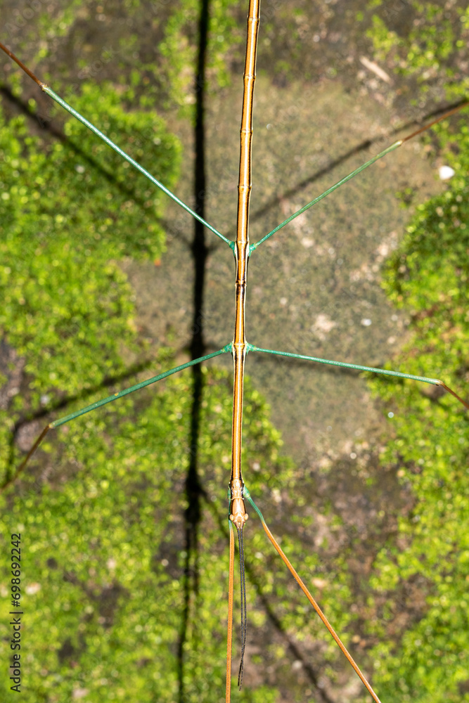 Poster close-up photo of a twig grasshopper with a blurred green background