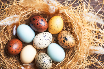 Naklejka na ściany i meble Colorful eggs in nest