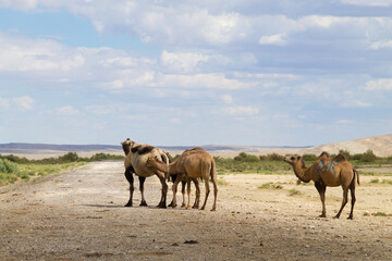 Camel breeding at Senek town, Mangystau, Kazakhstan