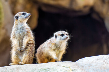 Curious Young Meerkats on a Rocky Perch