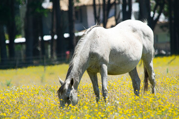 Horse grazing on the yellow pasture field