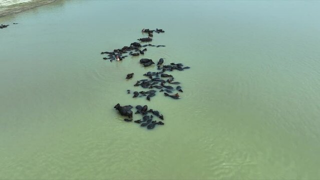 Domestic buffaloes cooling off in the river waters of rural Asia. Witness these gentle herbivores in their natural habitat, engaging in leisurely activities amidst the lush countryside landscapes