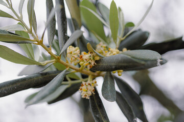 olive tree flowers against the sky - 698701411