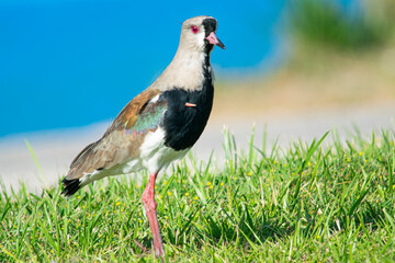 Southern lapwing on the green grass field
