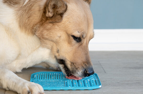 cute dog using lick mat for eating food slowly
