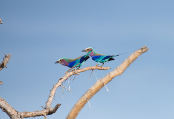 Pair of Lilac-breasted roller's perched on a branch
