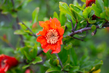 Pomegranate flower on green background of leaves - 698701639