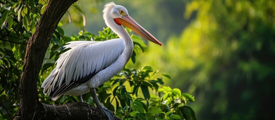 Bird perched on a tree, known as the white pelican, breeds in various locations worldwide.