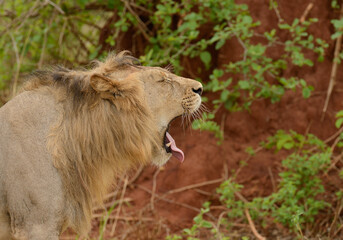 Closeup of a  Lion yawning (scientific name: Panthera leo, or "Simba" in Swaheli)  in the Tarangire National park, Tanzania