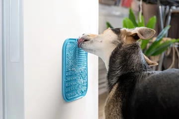 Foto op Plexiglas cute dog using lick mat for eating food slowly © dark_blade