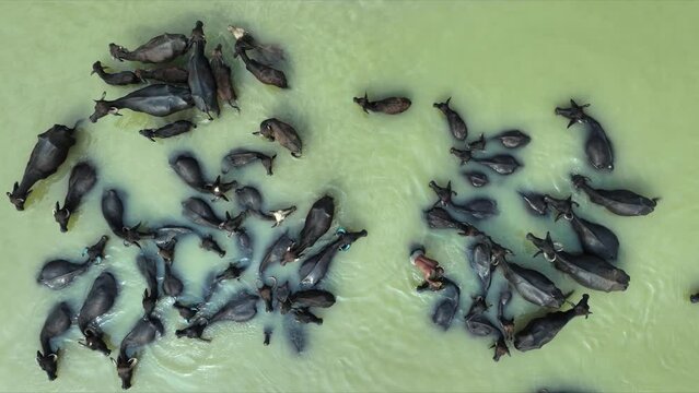 Domestic buffaloes cooling off in the river waters of rural Asia. Witness these gentle herbivores in their natural habitat, engaging in leisurely activities amidst the lush countryside landscapes