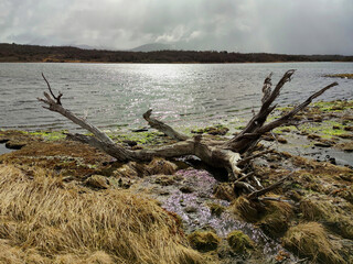 Tree trunk, dead branch by the lake on an island in Patagonia, Tierra del Fuego, Argentina