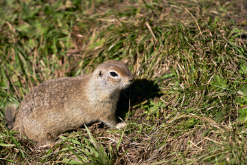 A close-up of a gopher in the mountains of the North Caucasus. Copy space