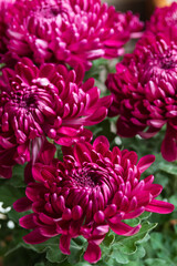 Beautiful autumn bouquet of chrysanthemums.