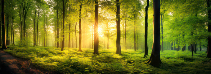 Forest landscape in warm sunlight