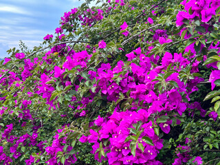 Fototapeta premium Beautiful pink flowers in the garden. Close-up. Nature background.