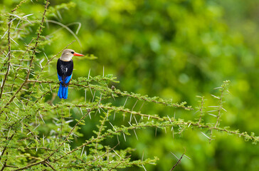 Grey-Headed Kingfisher (Halcyon leucocephala) in tree