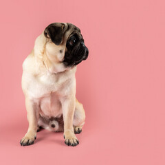 Obraz premium Cute Pug dog sitting on pink background.