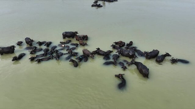 Domestic buffaloes cooling off in the river waters of rural Asia. Witness these gentle herbivores in their natural habitat, engaging in leisurely activities amidst the lush countryside landscapes