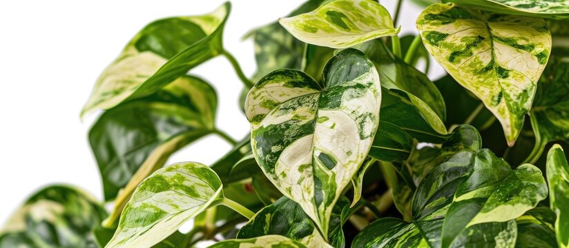 N'Joy Pothos has variegated leaves in green, cream, and white, planted in a pot with vines draping over. Ideal for home garden decor.