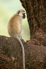 Vervet Monkey (Scientific name: cercopthecus aethiops, or Tumbiili in Swaheli), in Lake Manyara National Park, Tanzania