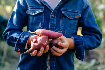 sweet potato harvest close-up in the hands of a little farmer boy against the backdrop of a...