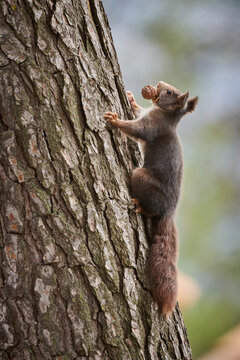 Squirrel climbing a tree with a nut in its mouth