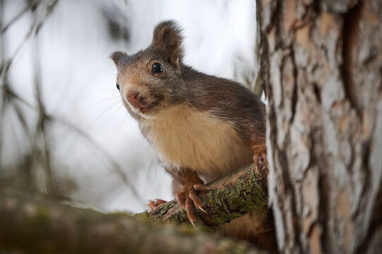 Inquisitive squirrel peeking from behind a tree trunk
