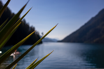 Selective focus in green plant with scenic view of east bank of alpine lake Weissensee in Gailtal...