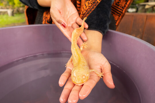 Anonymous person holding a Mexican Ajolote