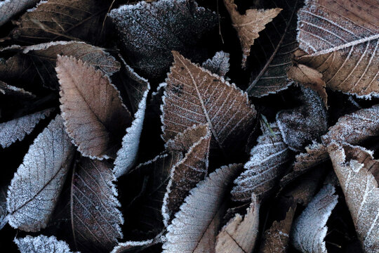 Frosty leaves in early morning winter light - Powered by Adobe