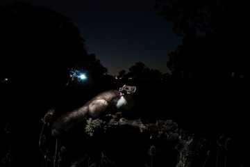 Nocturnal pine marten on a branch under starry sky